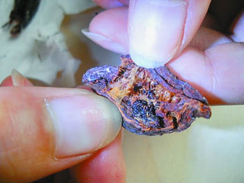 黑新闻：福美“九制梅肉”藏虫卵顾客频作呕