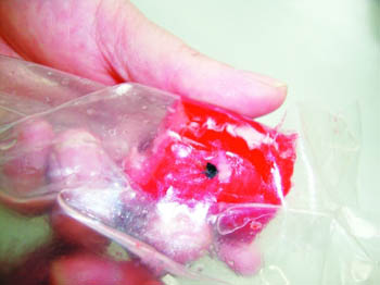 黑新闻:乐泉“上海大红肠”吃出一只苍蝇