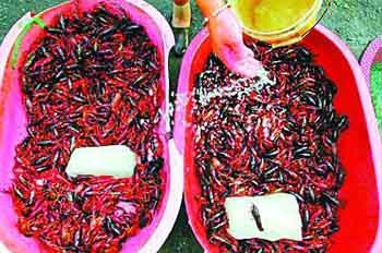 黑新闻:“洗虾粉”泡出鲜亮色泽上海小龙虾