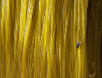 黑新闻：惊！黑作坊日产千斤“柠檬黄冷面”