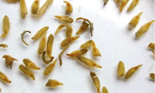 广东江门280多万人染肝吸虫病 机关人员居多