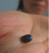 河南商城多人被蜱虫咬死 当地为维稳未公布疫情