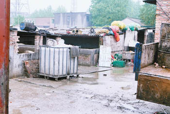 黑新闻:泔水猪窝点藏身玉米地 销路很旺