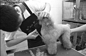 卫生部门分离出蜱虫所携新型病毒 或为致病元凶