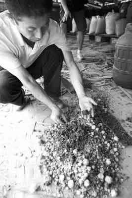 黑新闻：郑州查获2万斤工业盐腌蘑菇(图)