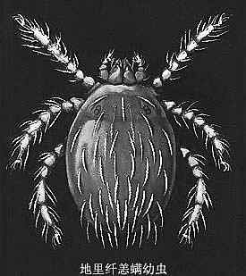 广东佛山多人疑被恙虫盯咬后死伤 全是女性