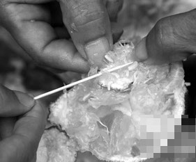 黑新闻:湖北一超市橘中有蛆 多部门联手调查其来源(图)