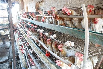 黑新闻：山鸡蛋产业黑幕曝光 添加色素毒性惊人(图)