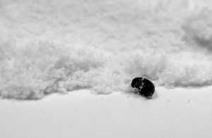 黑新闻：惠氏奶粉里吃出小虫 孩子身上多处长出疙瘩