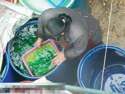 黑新闻:干豌豆染色变“新鲜” 食用过量可致癌(图)