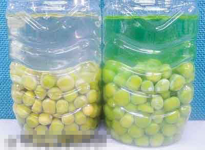 黑新闻:干豌豆染色变“新鲜” 食用过量可致癌(图)