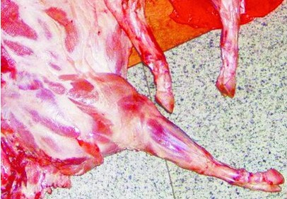 黑新闻：黑心商贩为死猪蹄子做美容冒充羊肉