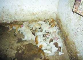 江苏饭桌上狗肉多为毒死 偷狗已形成产业链(图)