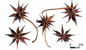 市场真假大料混卖 剧毒莽草充茴香成本低近三倍