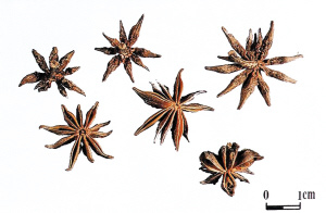 市场真假大料混卖 剧毒莽草充茴香成本低近三倍