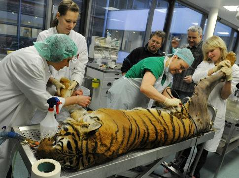 德国兽医为老虎臀部更换人造关节(图)