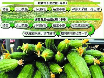 记者揭秘顶花黄瓜种植:生长剂含避孕药(图)