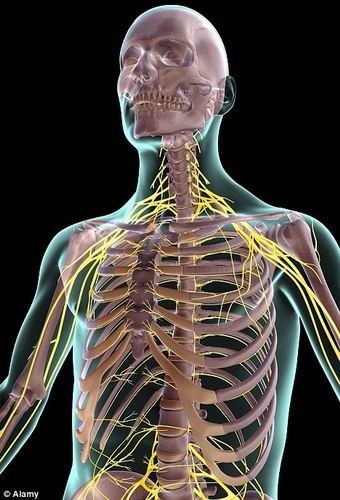 科学家最新研制荧光液体 可使人体神经“发光”