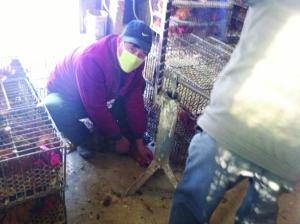 黑心商贩给活鸡灌沙 一只鸡灌4两沙子（组图）