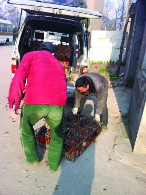 黑心商贩给活鸡灌沙 一只鸡灌4两沙子（组图）