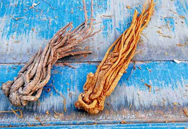 当归有毒：激素催长 反复喷农药 多次硫磺熏蒸