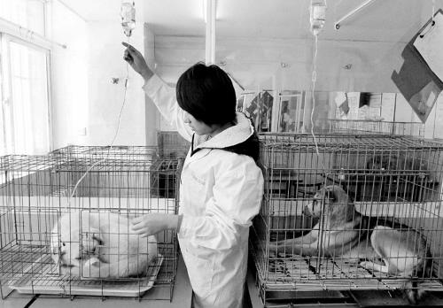 狗肉批发店无检疫证明 志愿者救下4条狗全有病