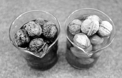 市场核桃被化学原料漂白 专家称没听过白皮核桃