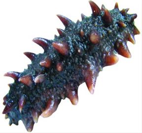 卫生部整顿“糖干海参” 业内称或引行业地震