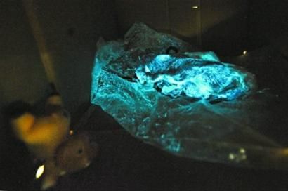 上海女子买到“蓝光猪肉” 或是发光菌所致(图)