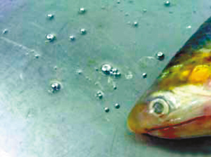 天价刀鱼被曝光注射水银 给鱼增重死鱼回光返照