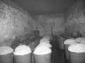 苏州查获4000斤“药水豆芽” 或用尿素泡制
