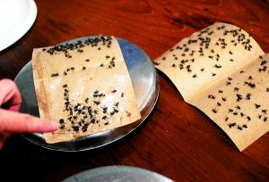 黑作坊使用松香加工猪头肉 厂房遍布苍蝇(图)