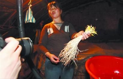沈阳清查经兽药浸泡长达30厘米豆芽