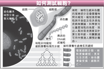 科学家称5500元就能测量人类寿命 惹伦理争议