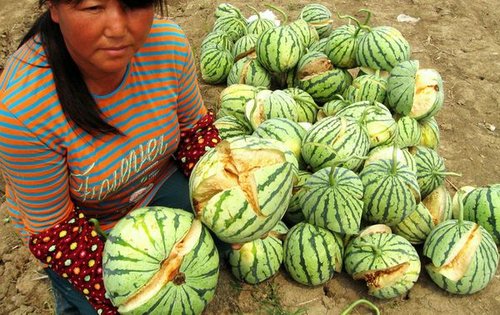 瓜果从小到大被曝用十几类激素 至少增产20%