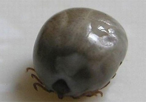 山东再现5例蜱虫咬人病例 已有1人死亡