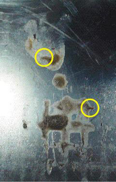 台湾小学生营养午餐中惊现蛆 家长痛骂太离谱(图)