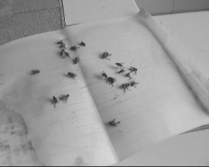 央视曝光南京盐水鸭市场乱象 生产车间苍蝇乱飞