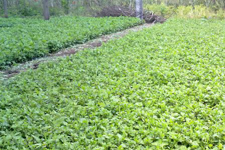 菊花之乡陷硫磺疑云 每年200吨硫磺菊流入市场