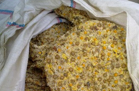 菊花之乡陷硫磺疑云 每年200吨硫磺菊流入市场