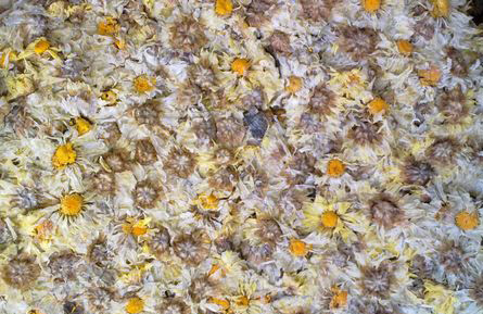 菊花之乡陷硫磺疑云 每年200吨硫磺菊流入市场