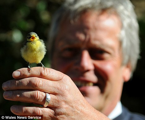 小鸟误将英国男子头发当鸟窝（组图）