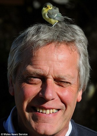 小鸟误将英国男子头发当鸟窝（组图）