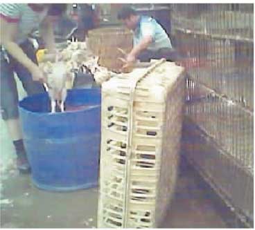 暗访曝家禽店鸡鸭多被注水 5元一斤只批发不零卖(图)