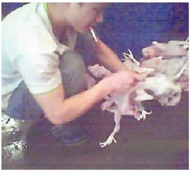 暗访曝家禽店鸡鸭多被注水 5元一斤只批发不零卖(图)