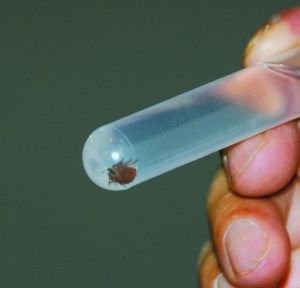 我国今年共发现280余例蜱虫病 死亡10余人(图)