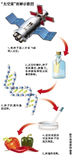 太空菜更营养 与辐射转基因无关