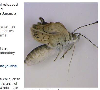 日本福岛蝴蝶发生基因突变成畸形（网页截图）