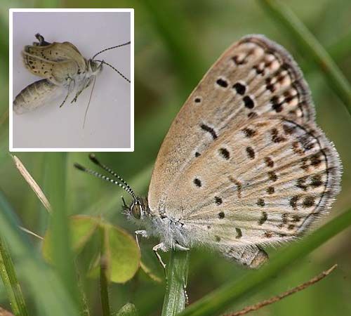 酢浆灰蝶对比图（资料图）