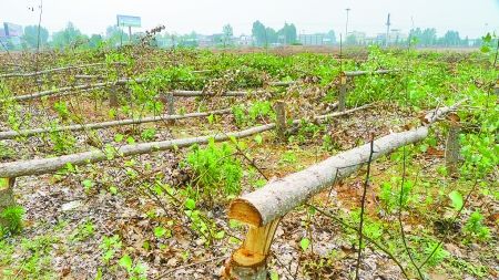 记者在现场看到大片的杨树被锯倒